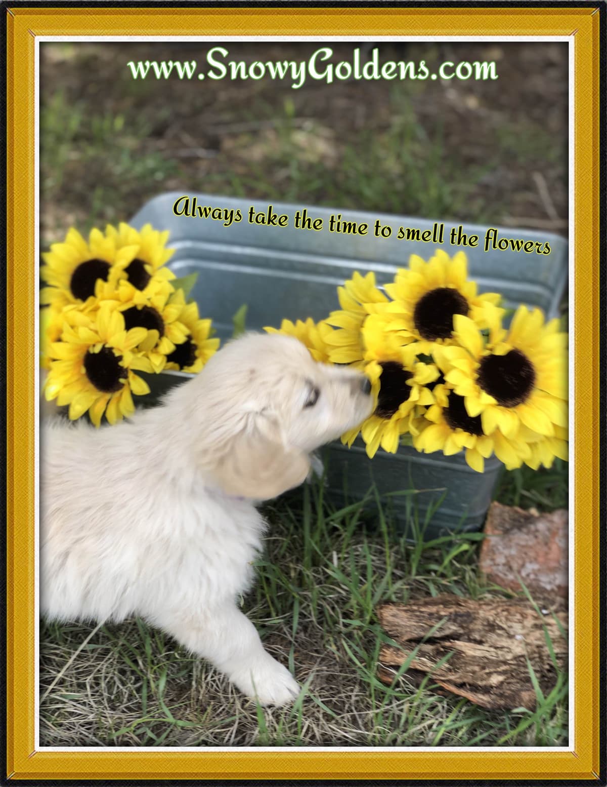 Golden Retriever Puppies breeder image 23