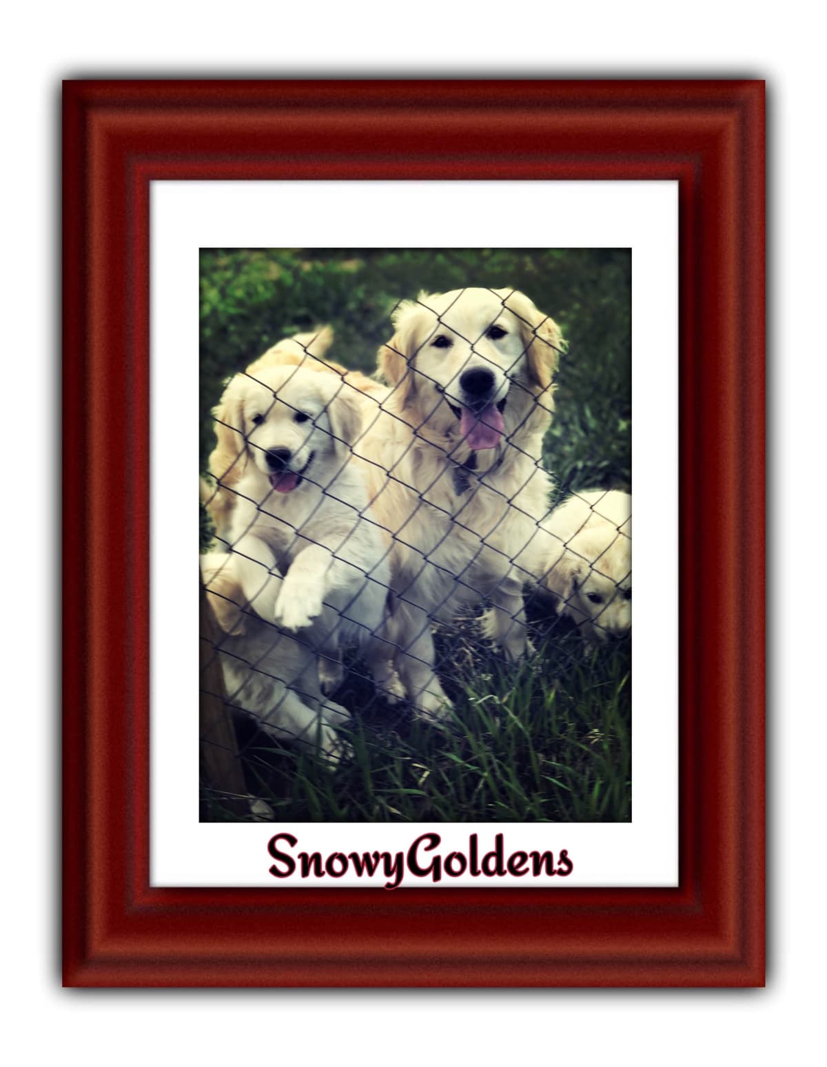 Golden Retriever Puppies breeder image 24