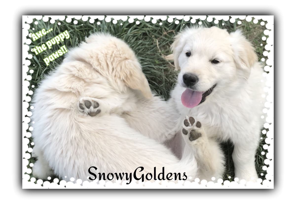 Golden Retriever Puppies breeder image 25