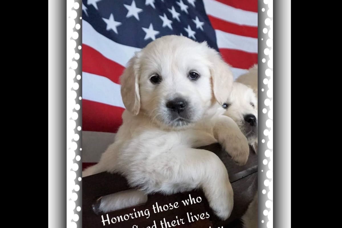Golden Retriever Puppies breeder image 3