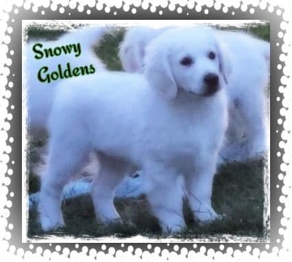 Golden Retriever Puppies breeder image 26