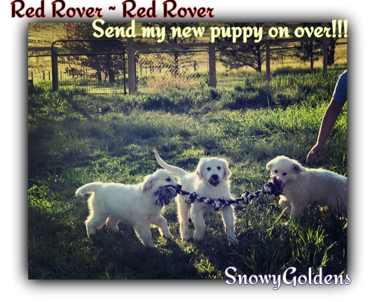 Golden Retriever Puppies breeder image 27