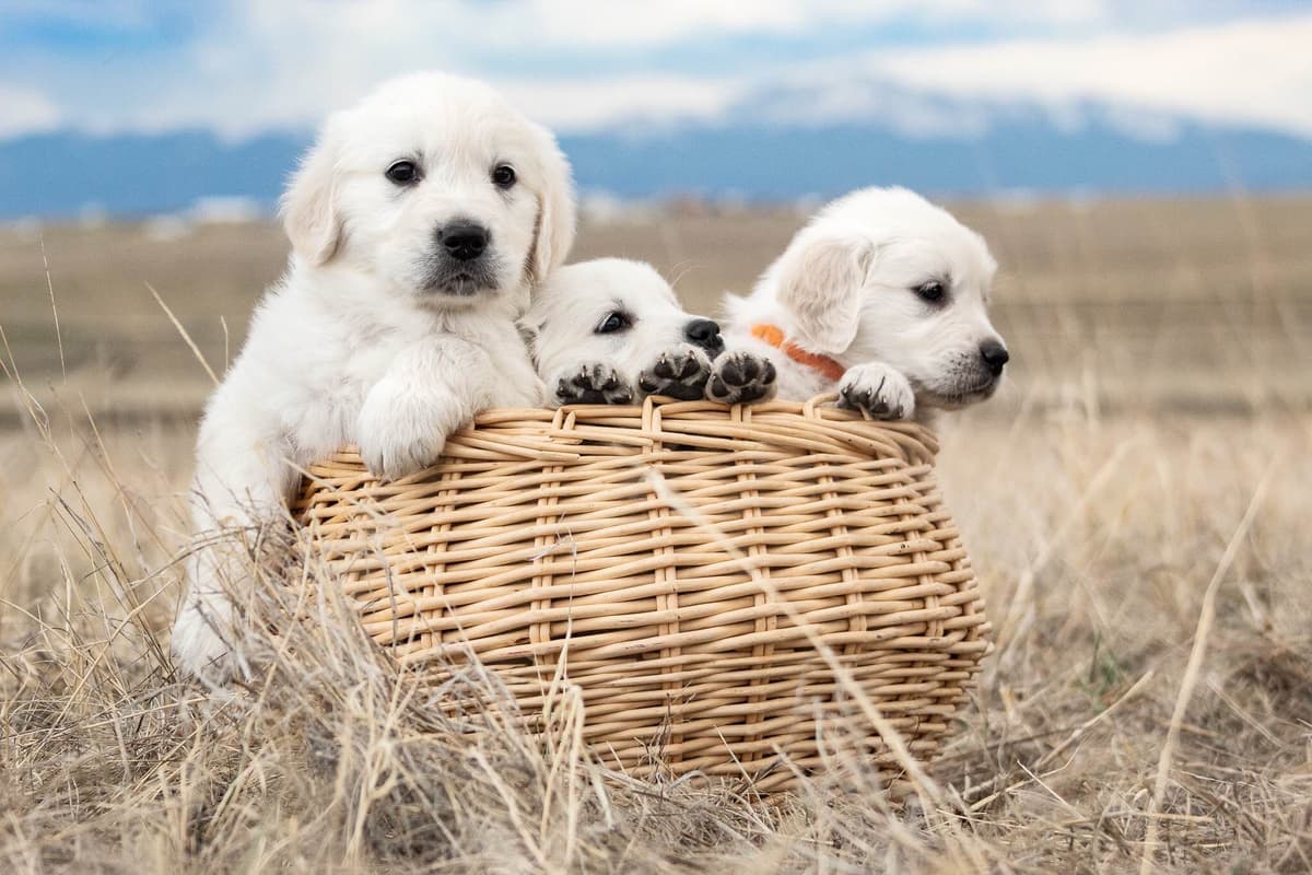 Golden Retriever Puppies breeder image 28