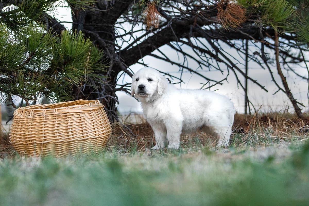 Golden Retriever Puppies breeder image 29