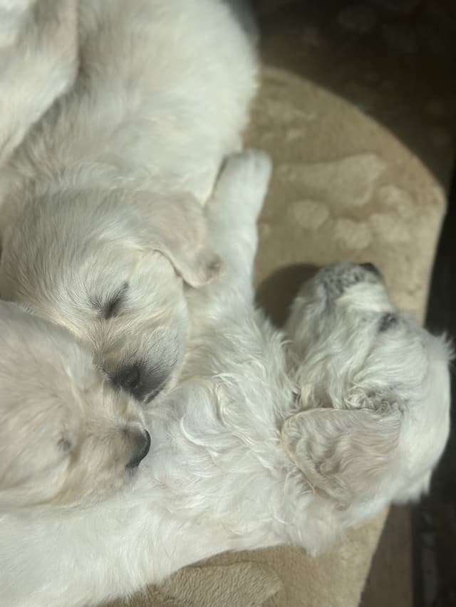 Golden Retriever Puppies media 4