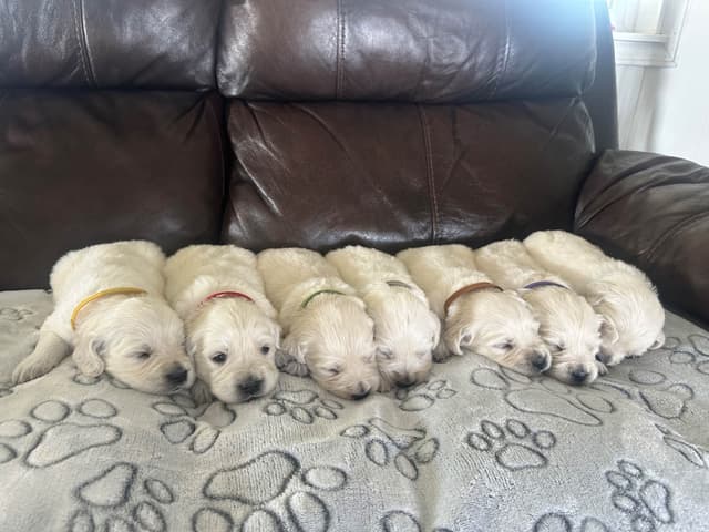 Golden Retriever Puppies media 6