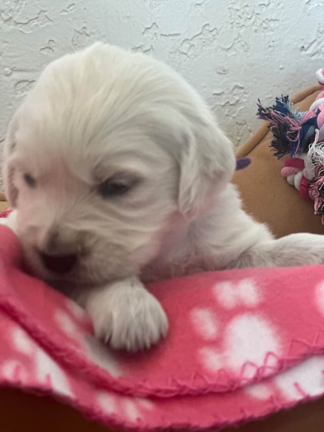 Golden Retriever Puppies media 7