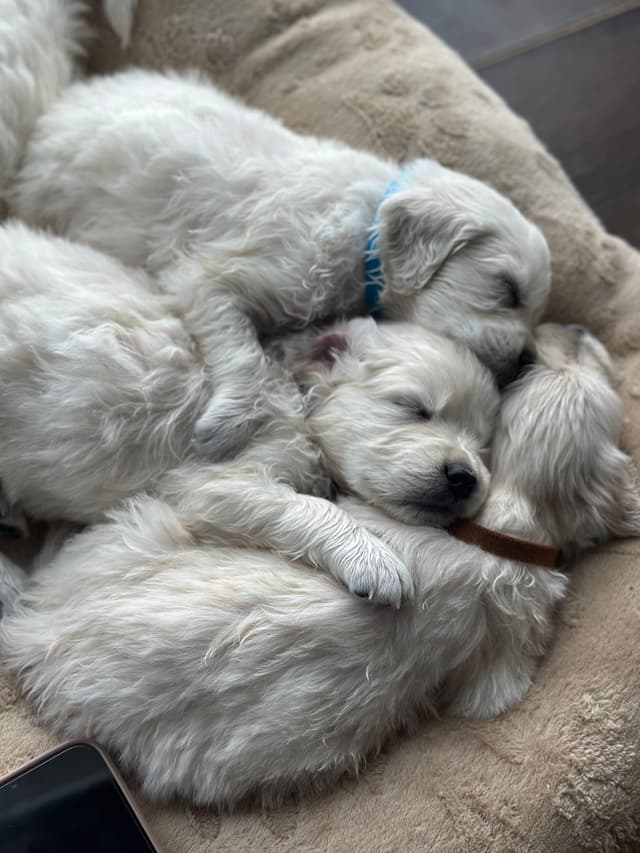 Golden Retriever Puppies media 8