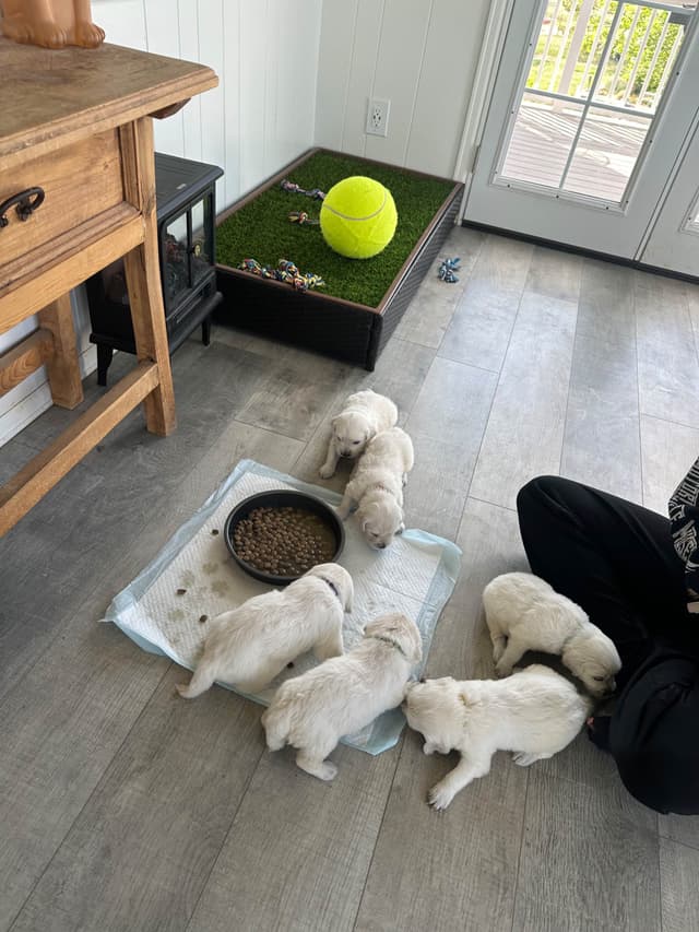 Golden Retriever Puppies media 9