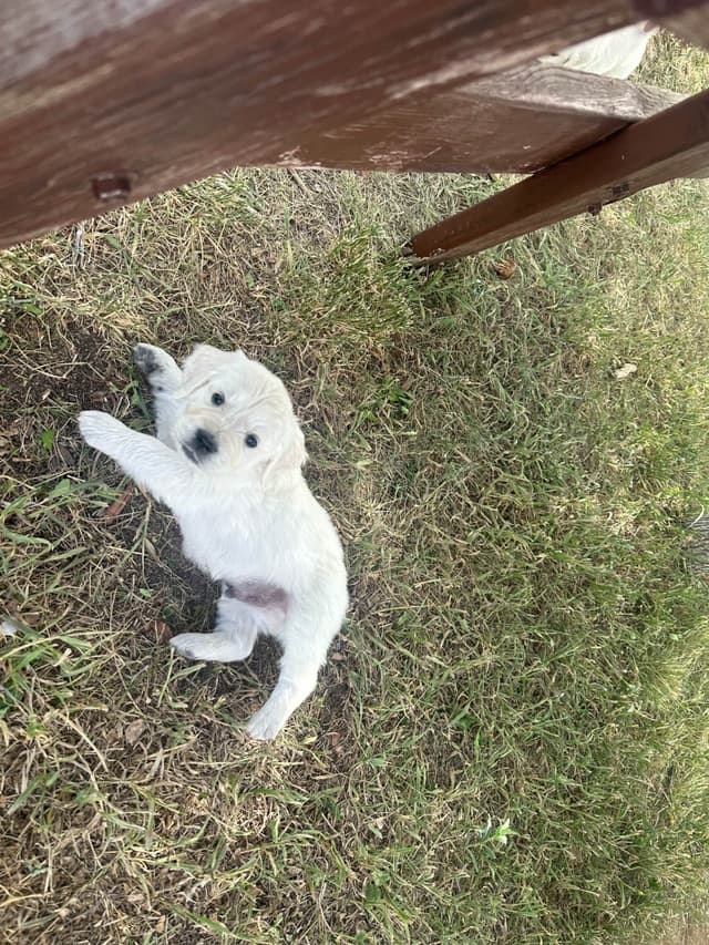 Golden Retriever Puppies media 10