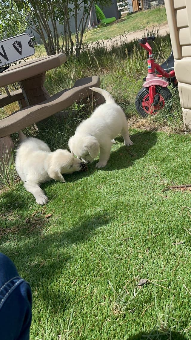 Golden Retriever Puppies media 11