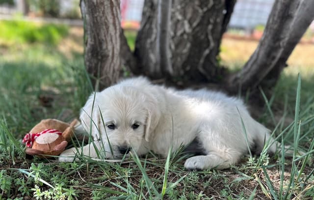 Golden Retriever Puppies media 12