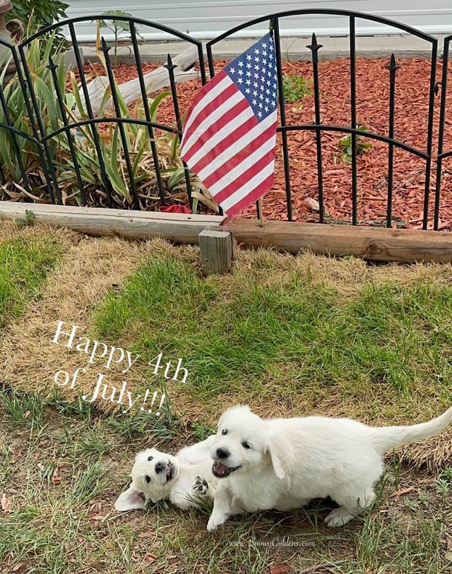 Golden Retriever Puppies media 2