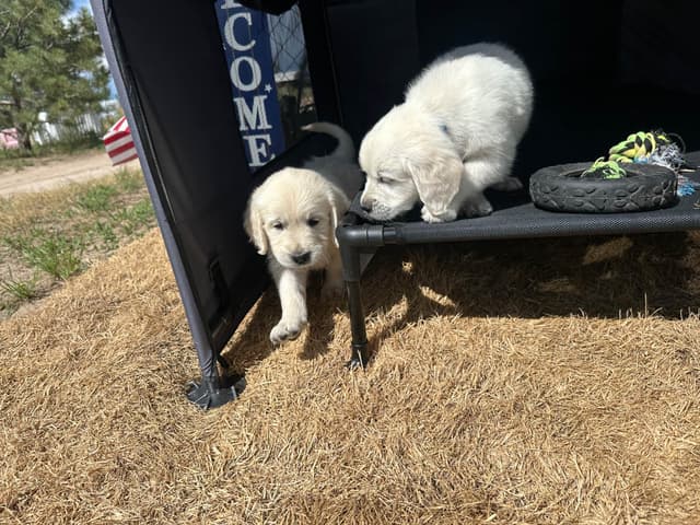 Golden Retriever Puppies media 13