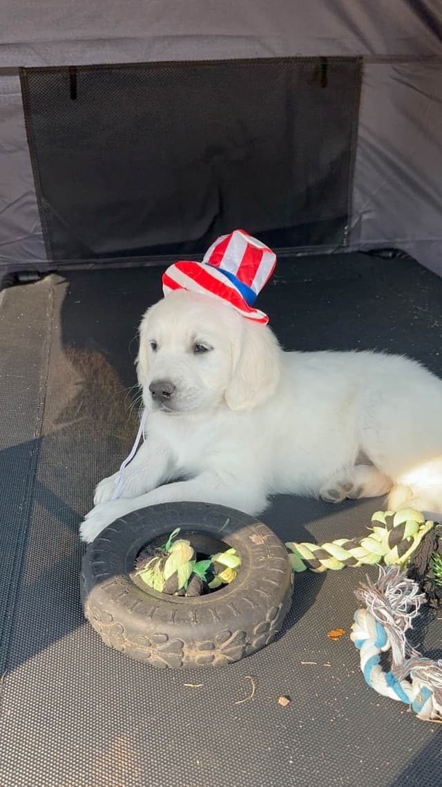 Golden Retriever Puppies media 14