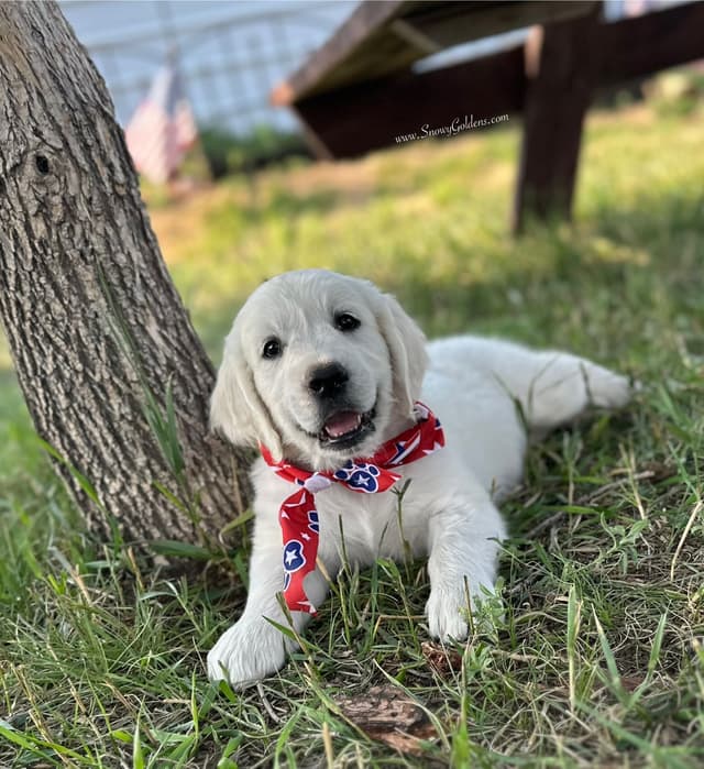 Golden Retriever Puppies media 15