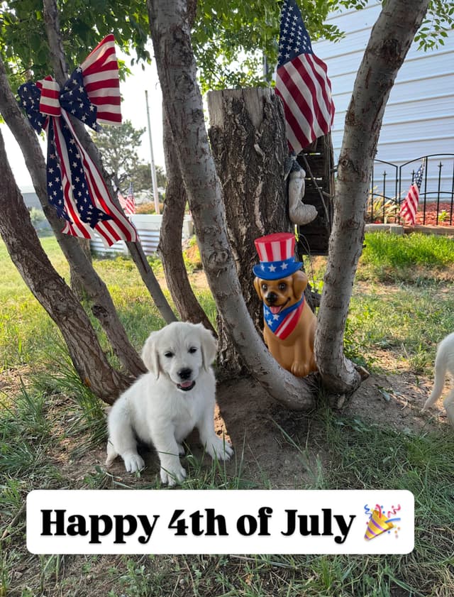 Golden Retriever Puppies media 17