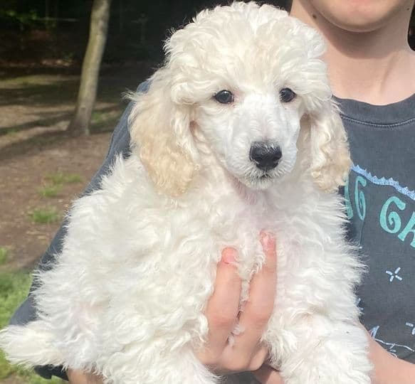 Poodle Puppies breeder image 1
