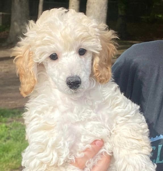 Poodle Puppies breeder image 2