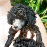 Poodle Puppies breeder image 3