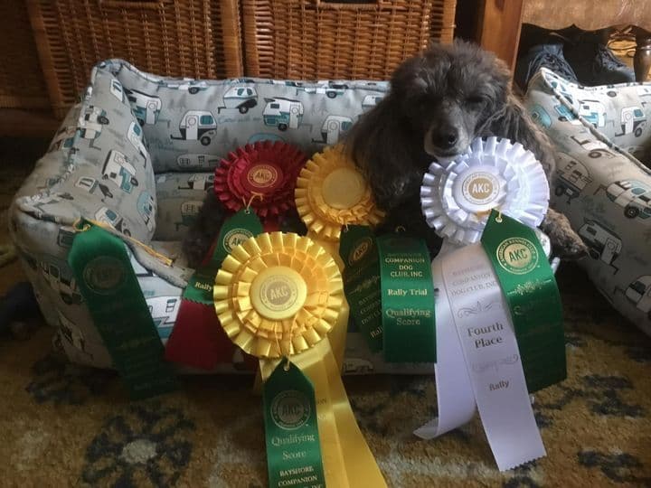 Poodle Puppies breeder image 4