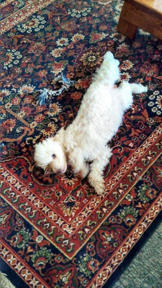Poodle Puppies breeder image 5