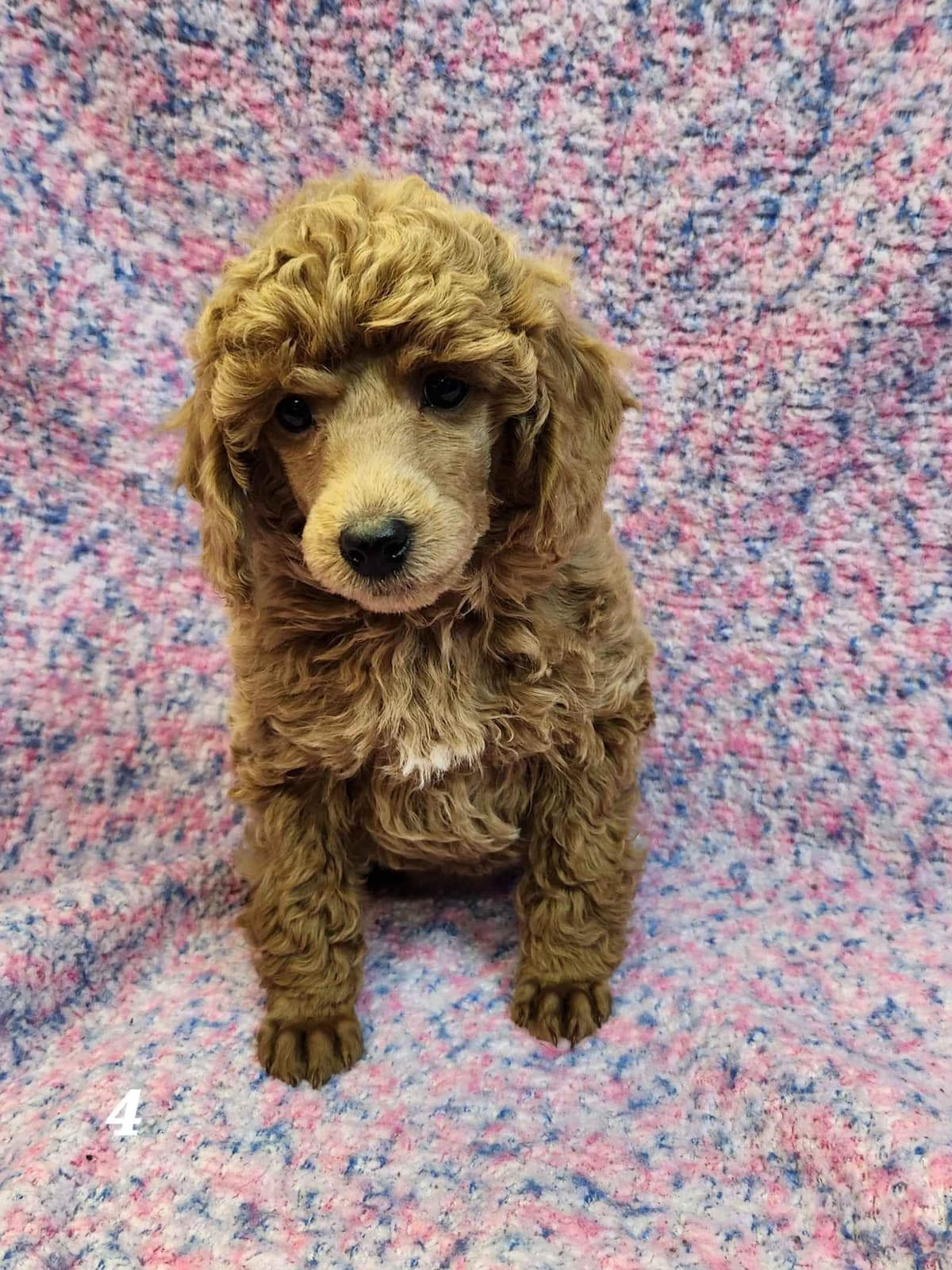Poodle Puppies breeder image 2