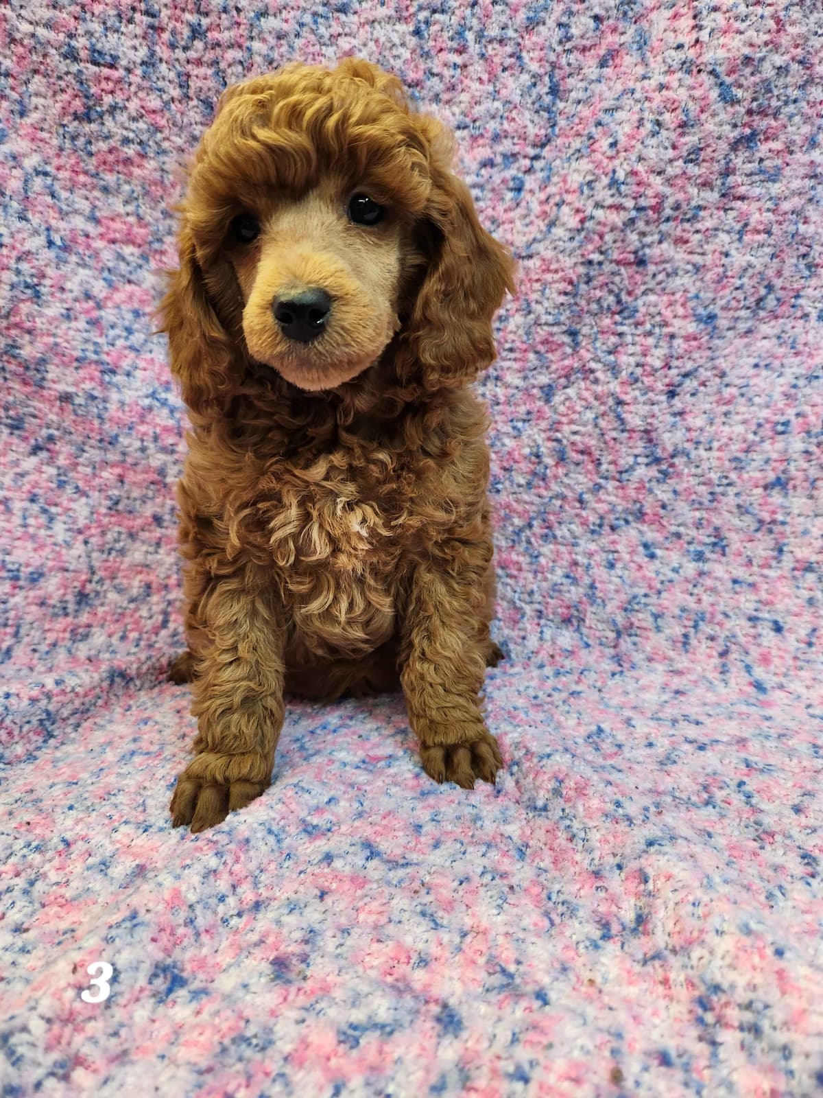 Poodle Puppies breeder image 3