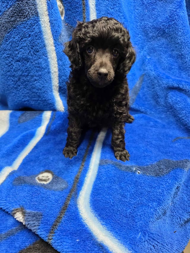 Poodle Puppies media 2