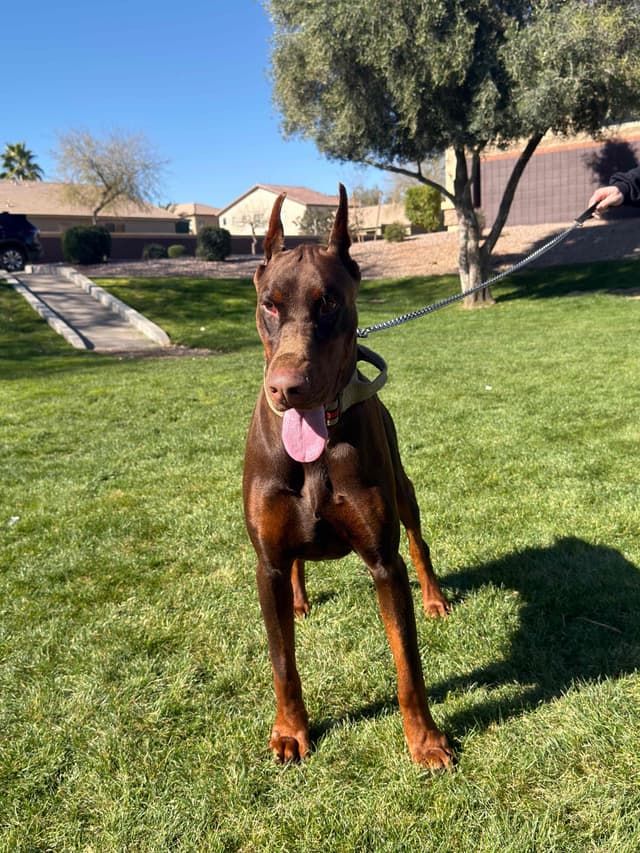 Doberman Pinscher Puppies media 3