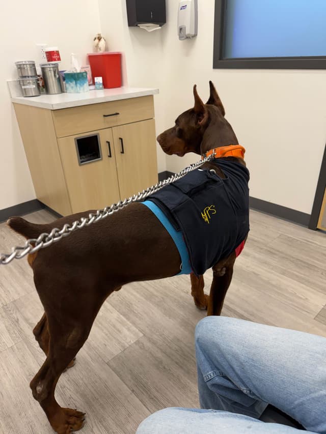 Doberman Pinscher Puppies media 4