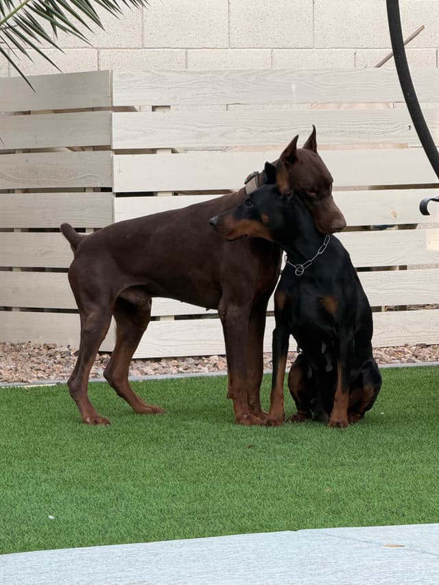 Doberman Pinscher Puppies media 5