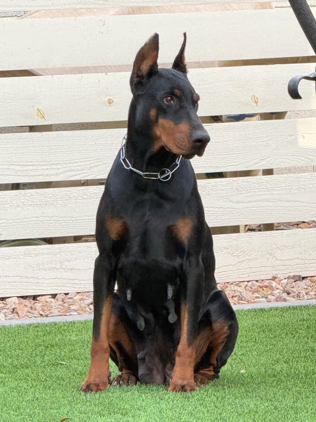 Doberman Pinscher Puppies media 6