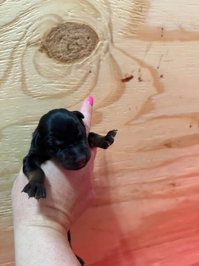 Doberman Pinscher Puppies media 7