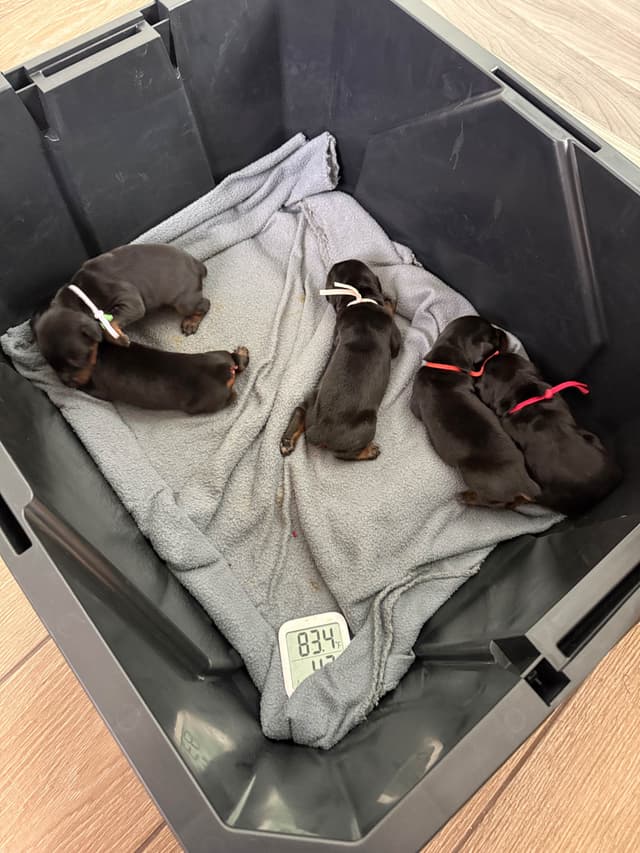Doberman Pinscher Puppies media 8