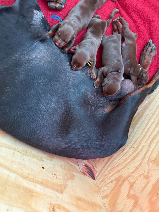 Doberman Pinscher Puppies media 9