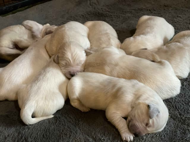English Cream Golden Retriever Puppies media 3