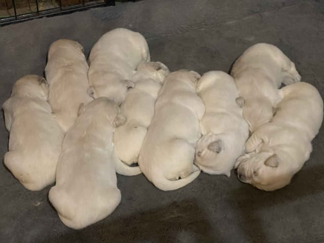 English Cream Golden Retriever Puppies media 2
