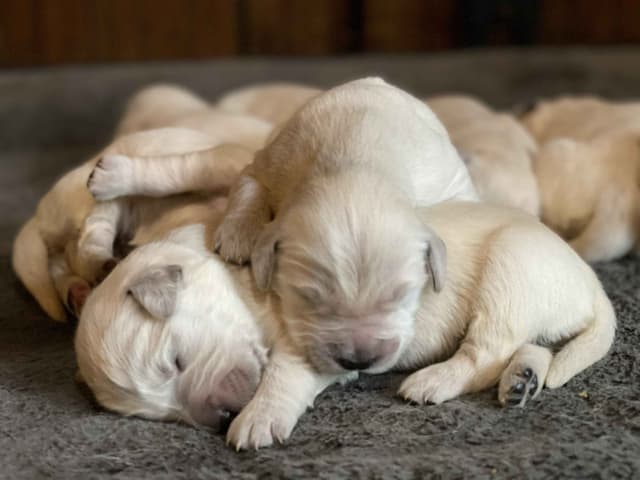 English Cream Golden Retriever Puppies media 4