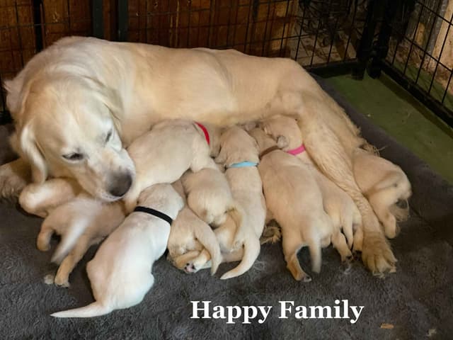 English Cream Golden Retriever Puppies media 6