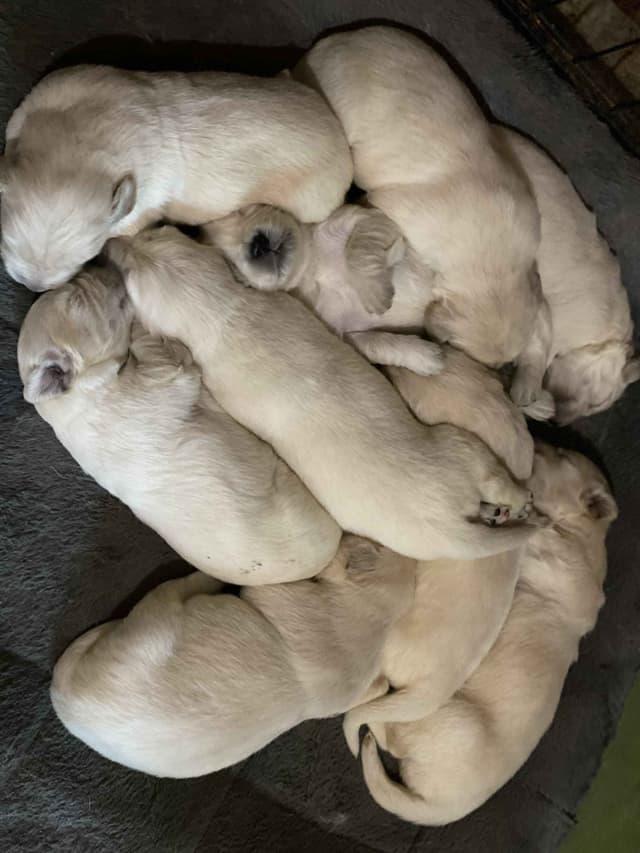 English Cream Golden Retriever Puppies media 5