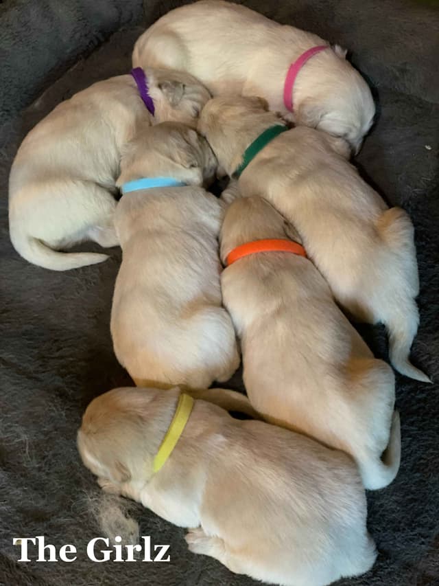 English Cream Golden Retriever Puppies media 7
