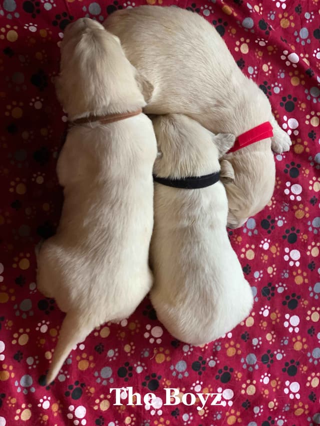 English Cream Golden Retriever Puppies media 8