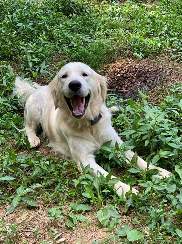 English Cream Golden Retriever Puppies media 20