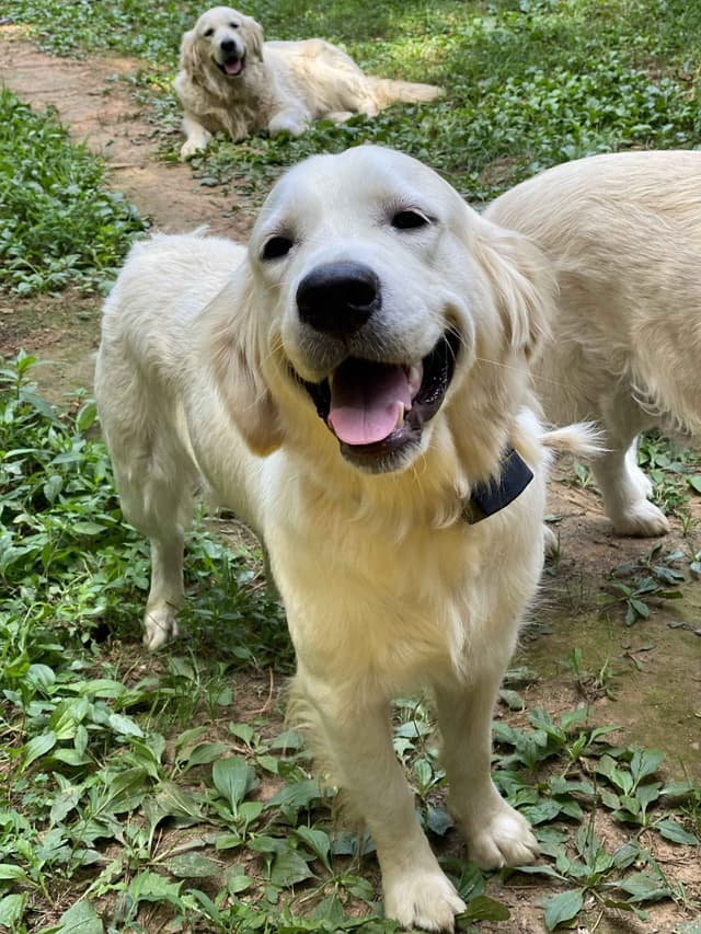 English Cream Golden Retriever Puppies media 21