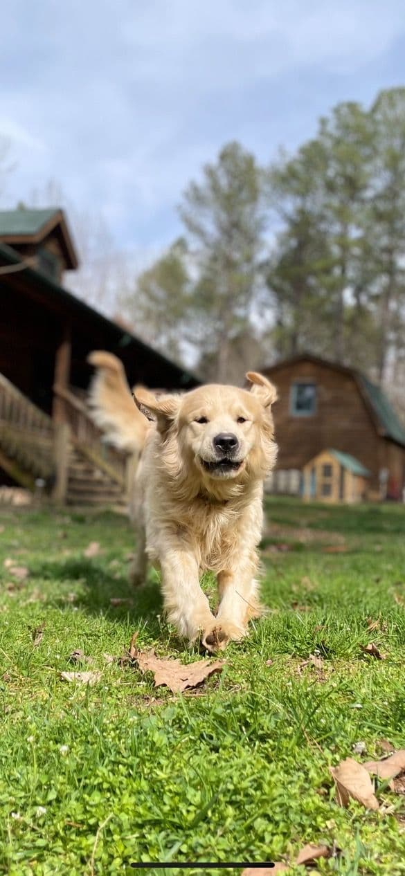 English Cream Golden Retriever Puppies media 22
