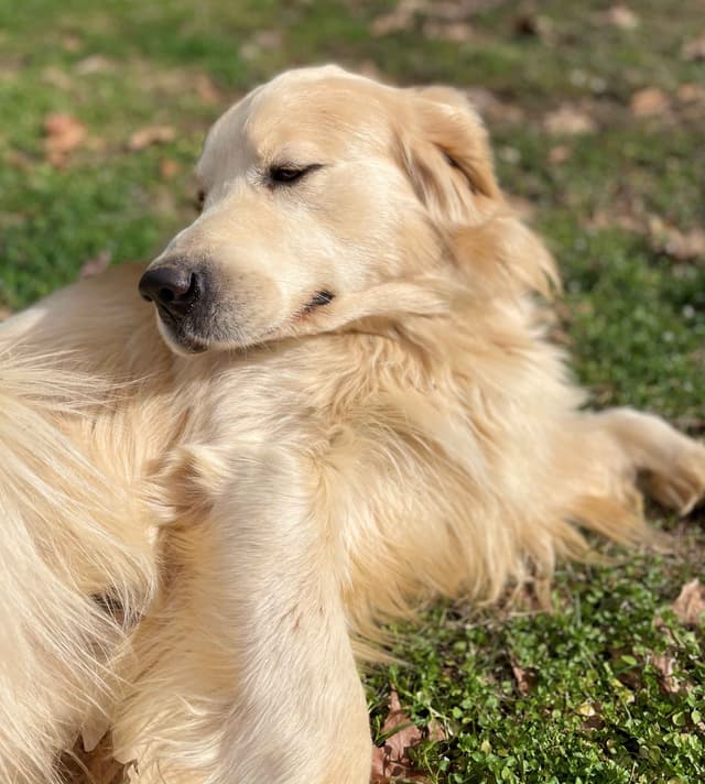 English Cream Golden Retriever Puppies media 23