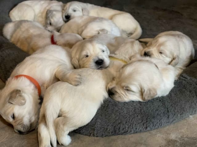 English Cream Golden Retriever Puppies media 9
