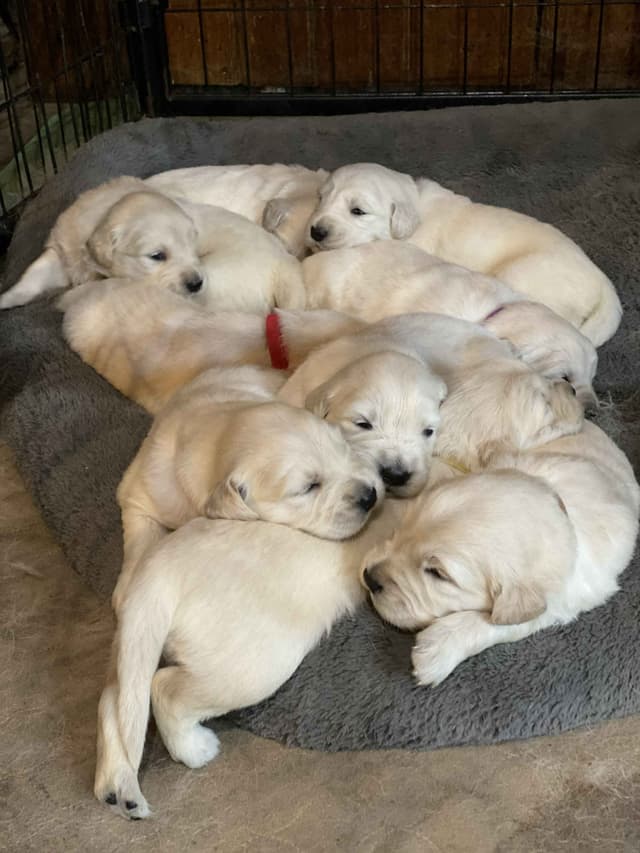 English Cream Golden Retriever Puppies media 10