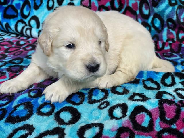 English Cream Golden Retriever Puppies media 12